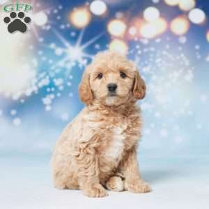 Sunshine, Mini Goldendoodle Puppy